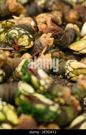 A detailed macro photograph of a pile of raw goose barnacles or percebes Stock Photo