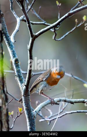 Robin bird in woodland nest building Stock Photo