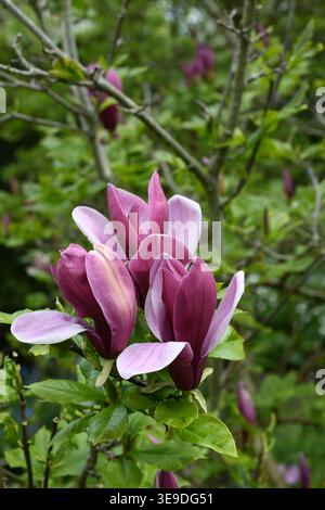 Purple magnolia Stock Photo