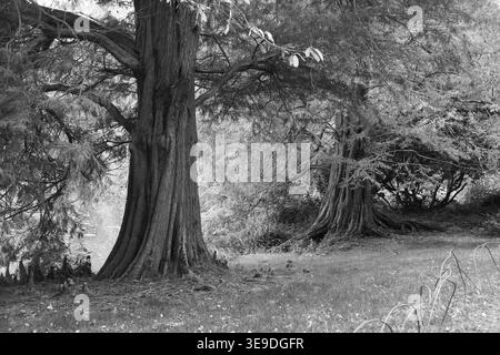 Dawn redwood tree Stock Photo