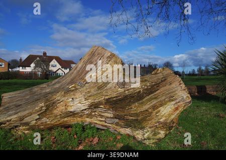Close-up of a felled tree trunk in a Bristol park, highlighting weathered wood texture, natural patterns and urban green space environment. Stock Photo