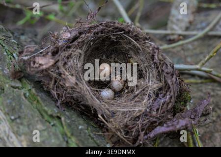 Close-up of a wren nest containing three eggs, showing delicate structure, natural materials and intimate bird breeding scene in the wild. Stock Photo