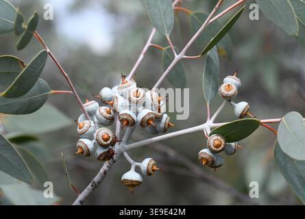 Gray green leaves, unusual woody fruit capsules or gum nuts of the Western Australian native Oldfield’s Mallee, Eucalyptus oldfieldii family Myrtaceae Stock Photo