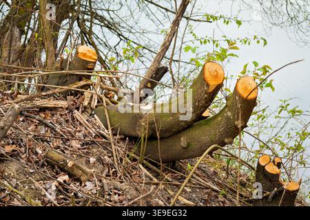 Several freshly cut tree stumps with bright surfaces on a vegetated slope, water in the background. Focus on forestry and nature management. Stock Photo