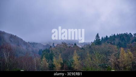 Atmospheric autumn landscape featuring misty pine forests and deciduous trees on a rolling hillside in Perthshire, Scotland. Stock Photo
