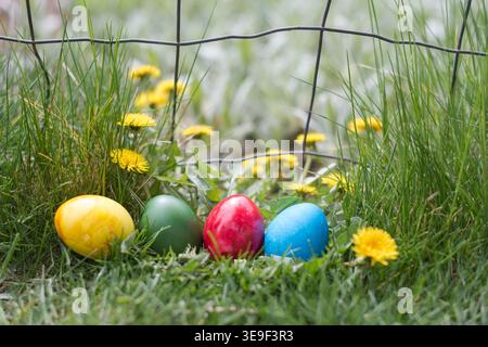 Four colorful Easter eggs (yellow, green, red, and blue) placed in fresh green grass with blooming dandelions near a wire fence. Bright spring outdoor Stock Photo