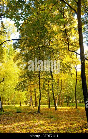 Golden autumn scene in a park, with falling leaves, the sun shining through the trees and blue sky Stock Photo