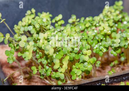 Fresh microgreens close up growing in tray with water drops and green leaves Stock Photo