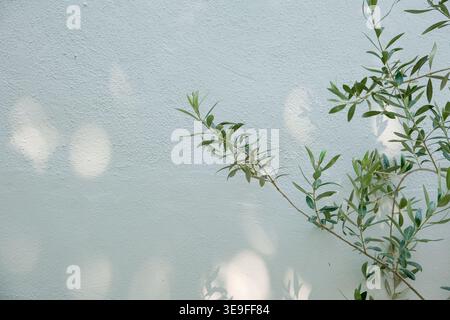 Minimal botanical scene with green plant branches casting soft shadows on textured white wall. Natural light and clean composition with copy space. Stock Photo