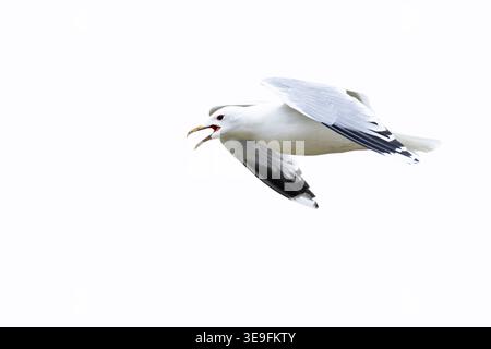 calling adult common gull (Larus canus) in flight, found at Texel in the Netherlands Stock Photo