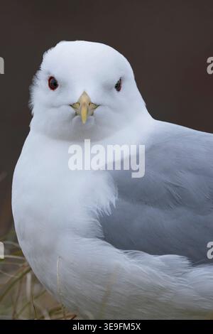 Portrait of an adult common gull (Larus canus) found in the dunes of Texel in the Netherlands Stock Photo