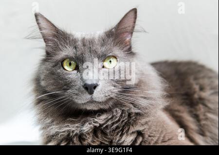 Close up of a semi long grey hair cat, looking at the camera Stock Photo