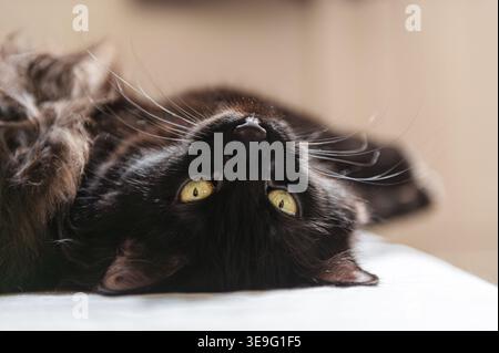 Black cat lying on its back on a sofa, looking at the camera, head upside down Stock Photo