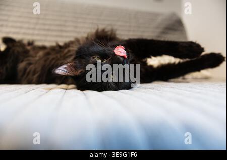 Black cat lying on its back on a sofa with its pink tongue out Stock Photo