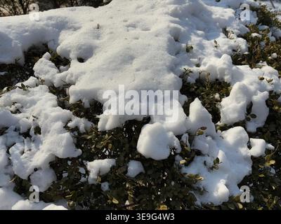 Fresh sparkling snow on green boxwood shrub in bright winter sunlight, South Korea Stock Photo