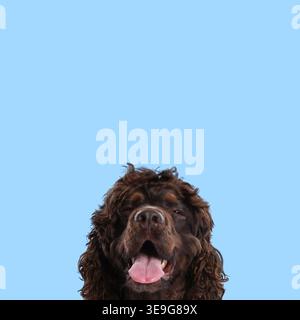 Cute cocker spaniel dog smiling against pastel blue background. Space for text Stock Photo