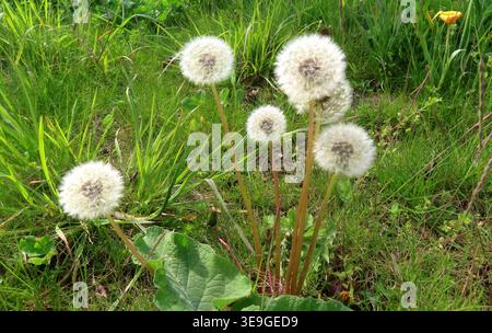 da fehlt jetz nur noch ein sanfter Windhauch - und die neue Generation schwebt im Wind davon Loewenzahn Samenstand *** All thats missing now is a gentle breeze and the new generation will float away in the wind Dandelion seed head Stock Photo