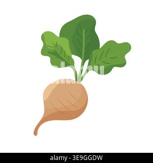Sugar beet root with green leaves isolated on white background, agricultural crop for sugar production, organic farming concept, modern flat vector Stock Vector