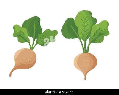 Sugar beet root with green leaves isolated on white background, agricultural crop for sugar production, organic farming concept, modern flat vector Stock Vector