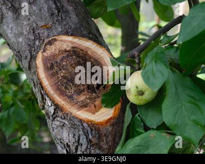 Close-up shot of a cut branch on an apple tree showing internal wood decay and rot. Stock Photo