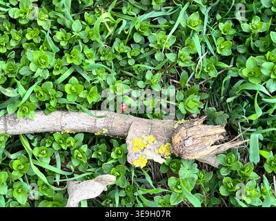 Macro photo of a red ladybug with black spots crawling on a small branch surrounded by dense green ground plants. Natural outdoor scene with details. Stock Photo