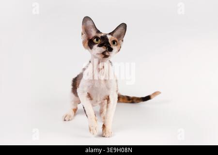 Stunning tortoiseshell and white Devon Rex feline with expressive green eyes and short, wavy coat, posing on a clean white backdrop. Stock Photo