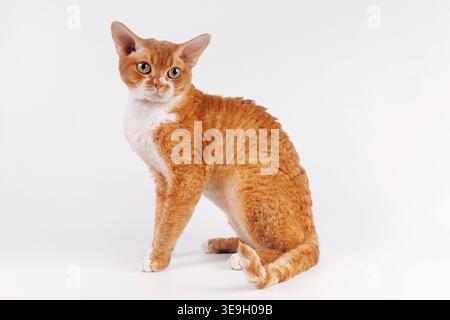 A rear view studio shot of a red Devon Rex cat, showing its unique curly texture on the back and large ears, sitting against a clean white backdrop. Stock Photo