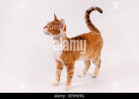 A profile shot of an elegant Devon Rex cat with wavy orange and white fur, large ears, and a curled tail, standing against a clean white backdrop and Stock Photo