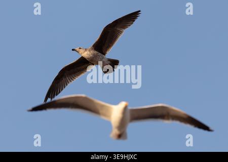 Seagulls in flight over Santa Monica Pier, California, USA Stock Photo
