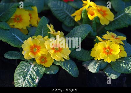 A close-up of a Hethor Yellow primrose in bloom. High quality photo Stock Photo