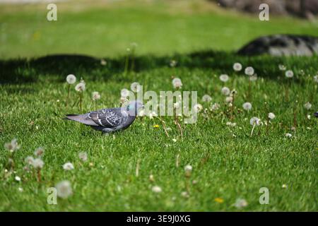 The common pigeon walks across a green lawn surrounded by faded dandelions. Horizontal photo Stock Photo