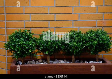 Artificial boxwood bushes in a decorative container against a brick wall. Horizontal photo Stock Photo