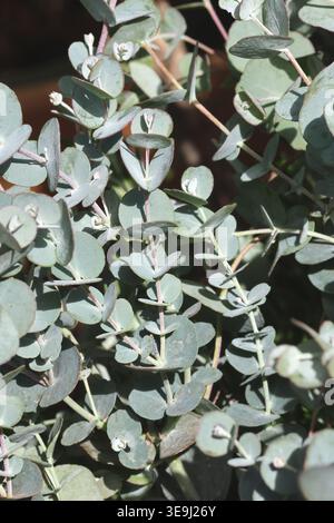 Eucalyptus gunnii Azura ('Cagire'). Full frame of juvenile silvery cider gum tree foliage. Stock Photo