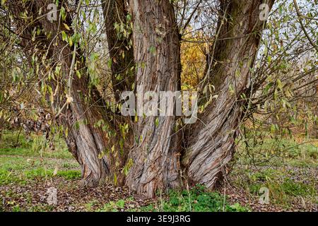Old gnarled willow tree trunk with multiple thick stems and deeply furrowed, textured bark in a natural autumn landscape. Stock Photo