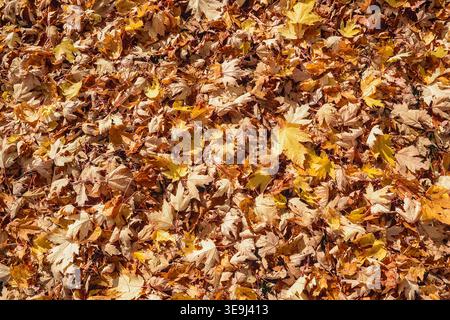 Colorful seasonal autumn background of silver maple leaves (aka acer saccharinum, creek maple, soft maple, large maple)on a beautiful fall day. Stock Photo