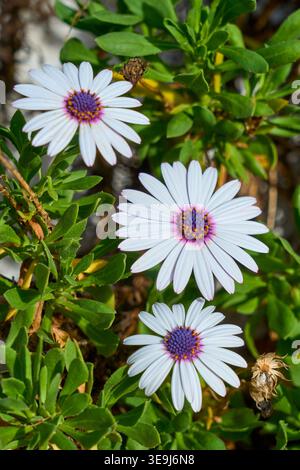 Beautiful white African daisies with vibrant purple centers blooming in a lush green garden. Fresh and bright floral nature photography Stock Photo