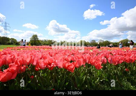 750,000 Tulips are now in peak bloom . The tulip field at Tulleys have over 100 varieties that create a breathtaking natural spectacle .Each variety showcases it's own unique burst of colour , shape and size coming together to create a picturesque landscape .Traditional Dutch Street food , coffee and  live roaming entertainment with iconic windmills in the background ... Stock Photo