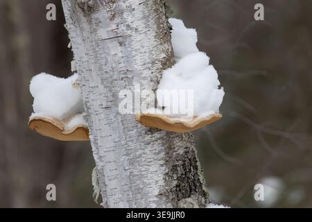Snow accumulated on a birch polypore in northern Wisconsin. Stock Photo
