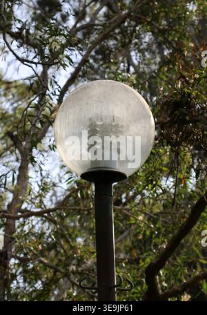 Frosted glass globe outdoor lamp light with a visible bulb on a black metal pole surrounded by eucalyptus foliage in natural daylight Stock Photo
