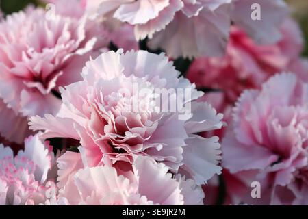 Close-up of soft pink and white artificial carnation flowers with layered ruffled petals Stock Photo