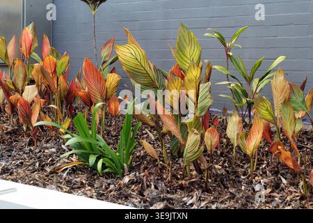 Vibrant Tropicana Canna Lilies with multicoloured variegated leaves growing in a mulched garden bed against a grey brick wall Stock Photo