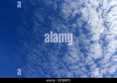 Wide-angle view of a vibrant blue sky filled with white altocumulus clouds, creating a dappled "mackerel sky" pattern Stock Photo