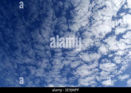 Vibrant blue sky filled with a dense pattern of white altocumulus clouds, creating a natural textured backdrop Stock Photo