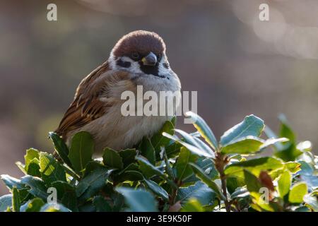 A Eurasian tree sparrow (Passer montanus) in a bush in a park in Tokyo, Japan. Stock Photo