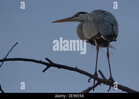 A grey heron (Ardea cinerea) fishing perched in a tree in a park in Kanagawa, Japan. Stock Photo