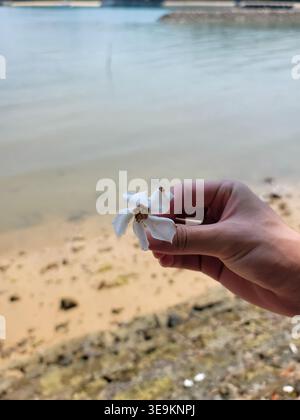 Hand holds delicate white flower near shoreline. Soft petals contrast against calm water backdrop. Sand and pebbles lie below in shallow focus. Natura Stock Photo