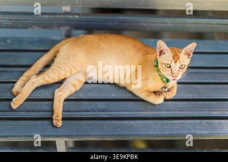 Ginger cat lying on metal bench with green collar and bell looking up at camera relaxed outdoor scene Stock Photo