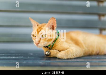 Ginger cat lying on metal bench with green collar and bell looking attentive in soft daylight outdoor scene Stock Photo