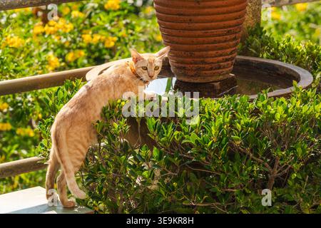 Ginger cat drinking water from garden fountain surrounded by green plants Stock Photo