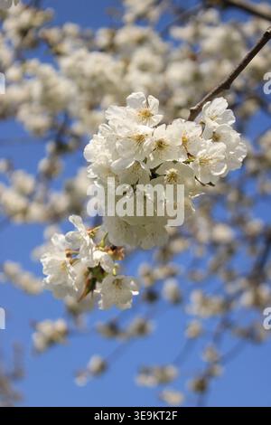 Cherry blossom flowers are in full bloom against a clear blue sky. The scene shows the branches loaded with white blossoms. It is a spring day in a lo Stock Photo